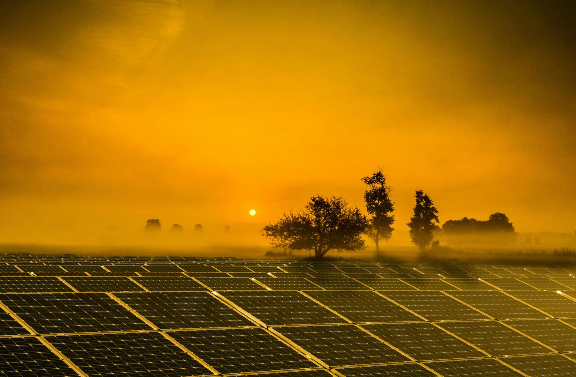 Solarpanels bei Sonnenuntergang mit Bäumen im Hintergrund, symbolisiert erneuerbare Energien und Nachhaltigkeit.